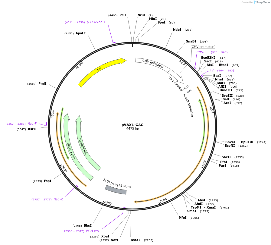 229540-plasmid-map-sequence-id-459987