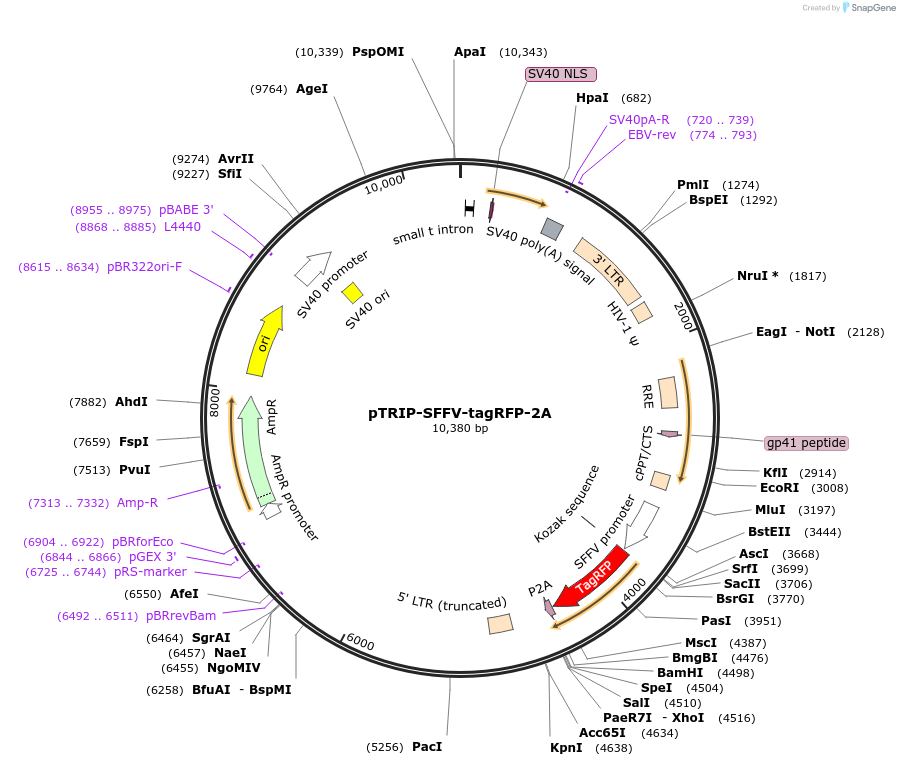 229543-plasmid-map-sequence-id-459988