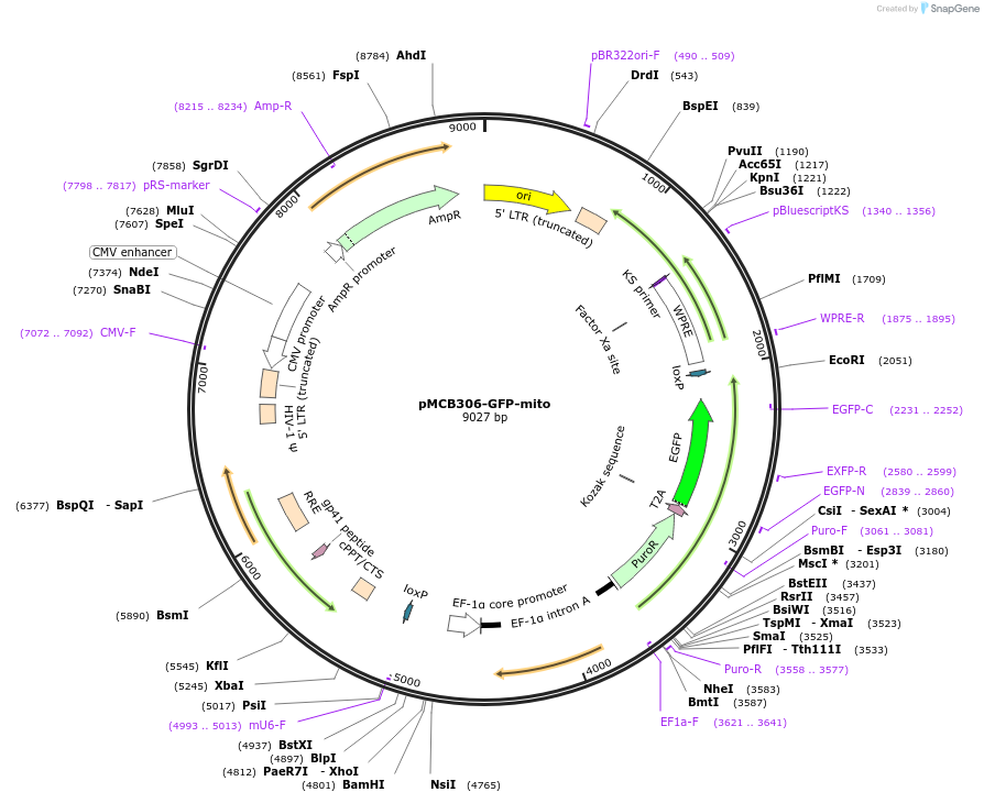 229232-plasmid-map-sequence-id-460015