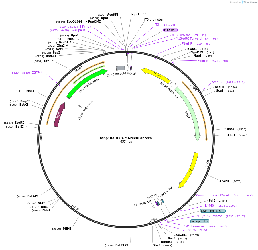 230045-plasmid-map-sequence-id-460022