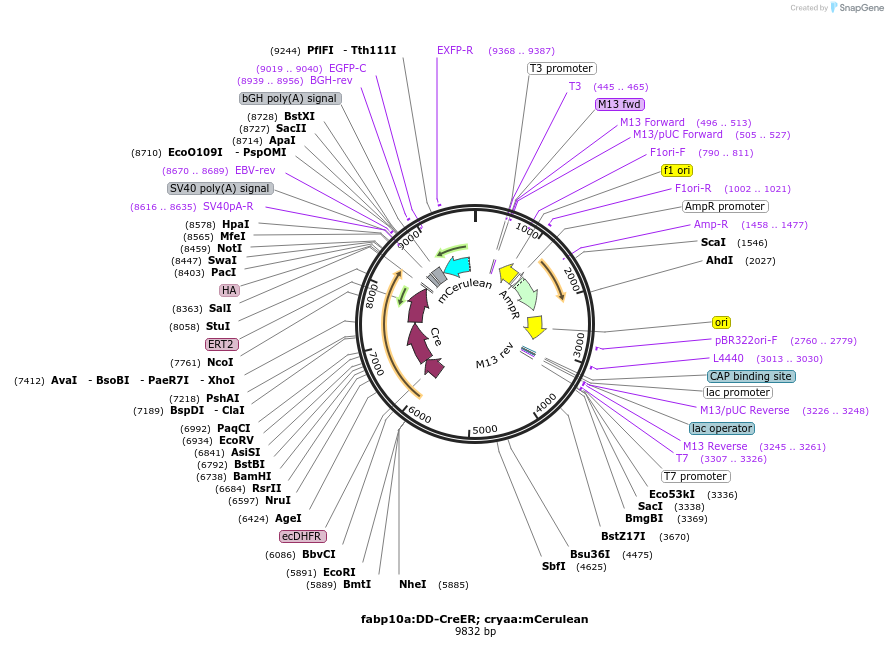 230076-plasmid-map-sequence-id-460026