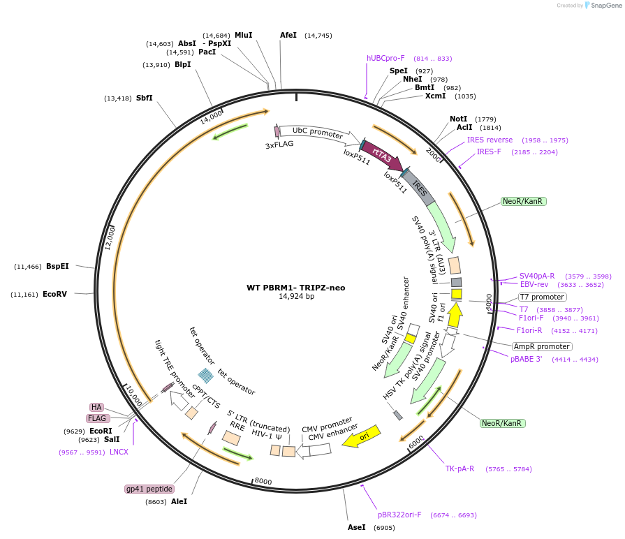 107406-plasmid-map-sequence-id-460030