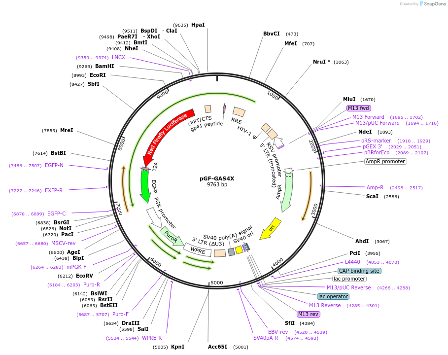 225751-plasmid-map-sequence-id-460047