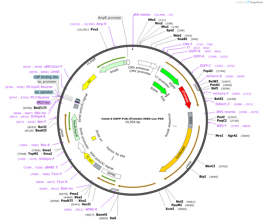 231909-plasmid-map-sequence-id-460048