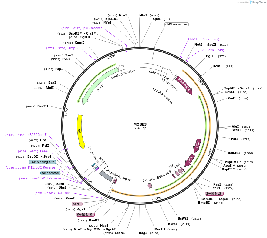 219943-plasmid-map-sequence-id-460114