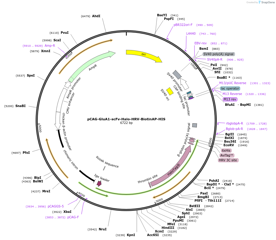 230058-plasmid-map-sequence-id-460119
