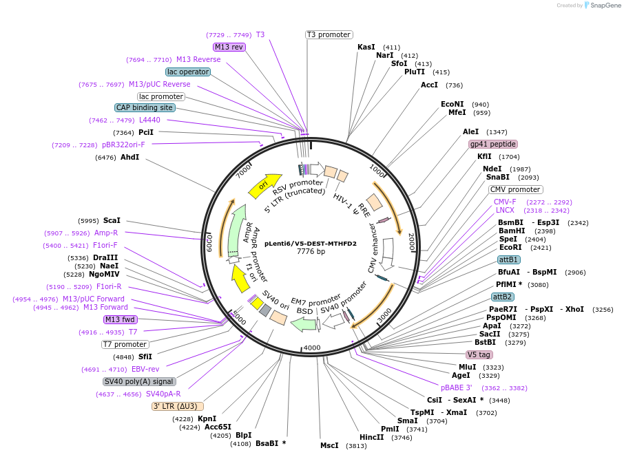 31213-plasmid-map-sequence-id-460241