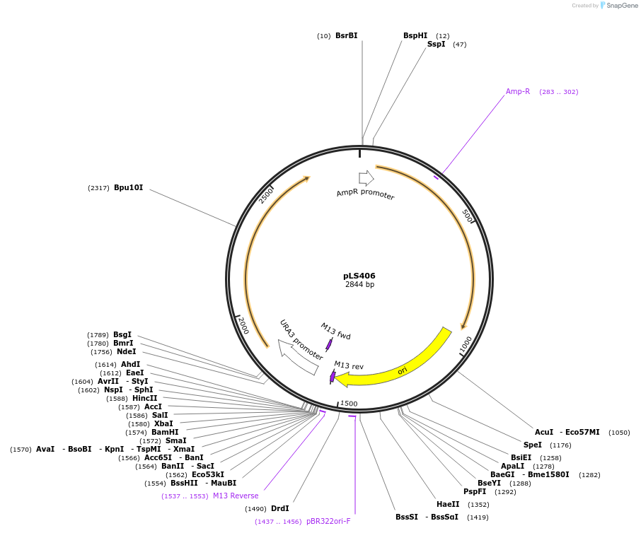 231078-plasmid-map-sequence-id-460262