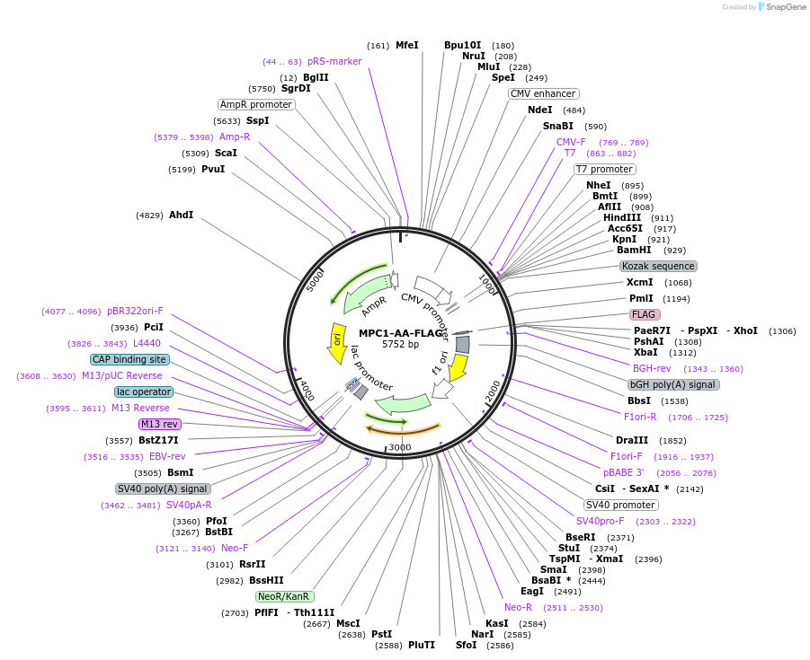 228904-plasmid-map-sequence-id-460265