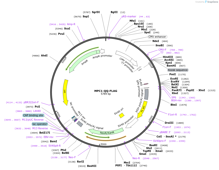 228905-plasmid-map-sequence-id-460266
