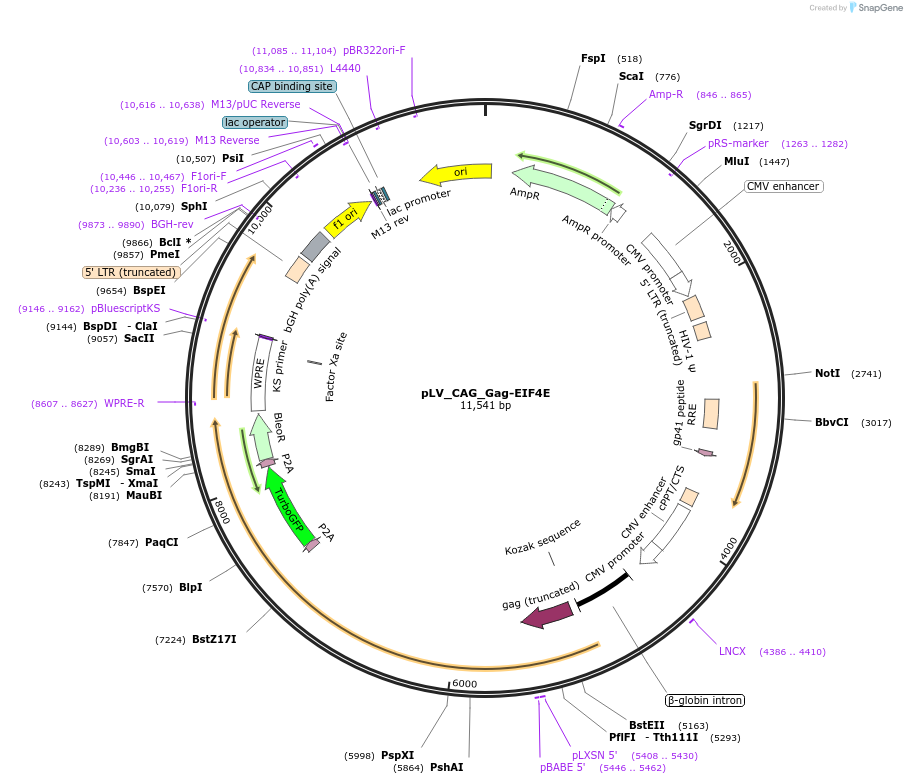 212635-plasmid-map-sequence-id-460289