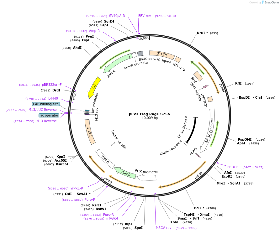 112757-plasmid-map-sequence-id-460297
