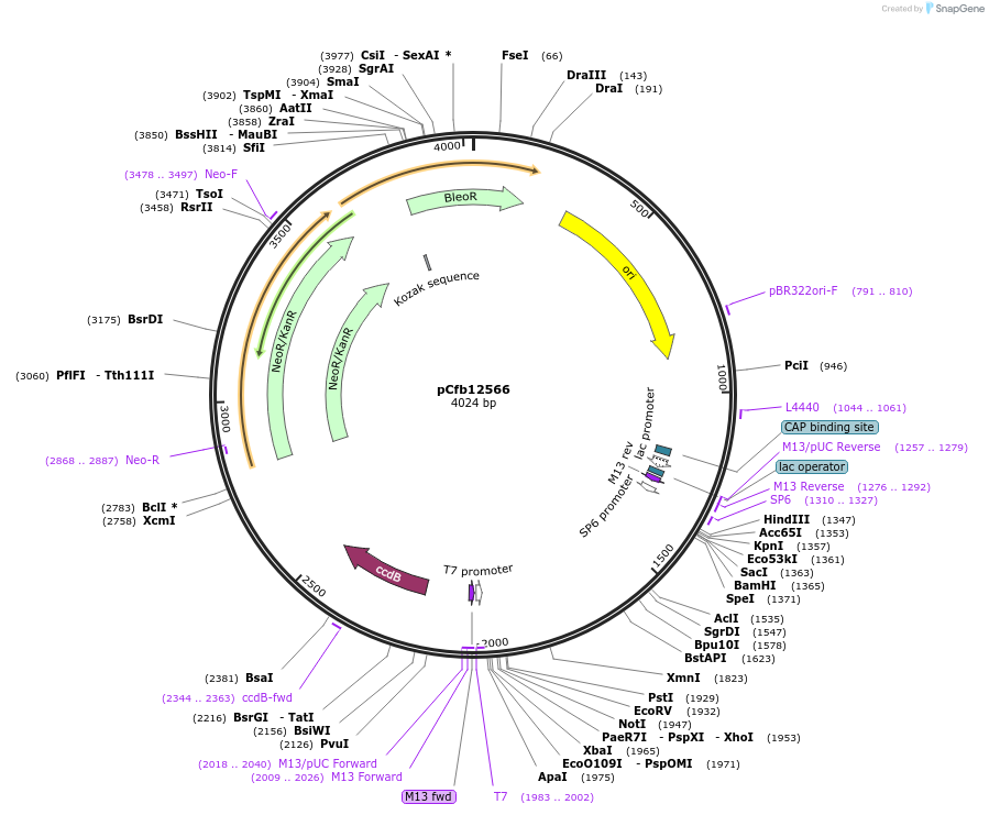 219926-plasmid-map-sequence-id-460318