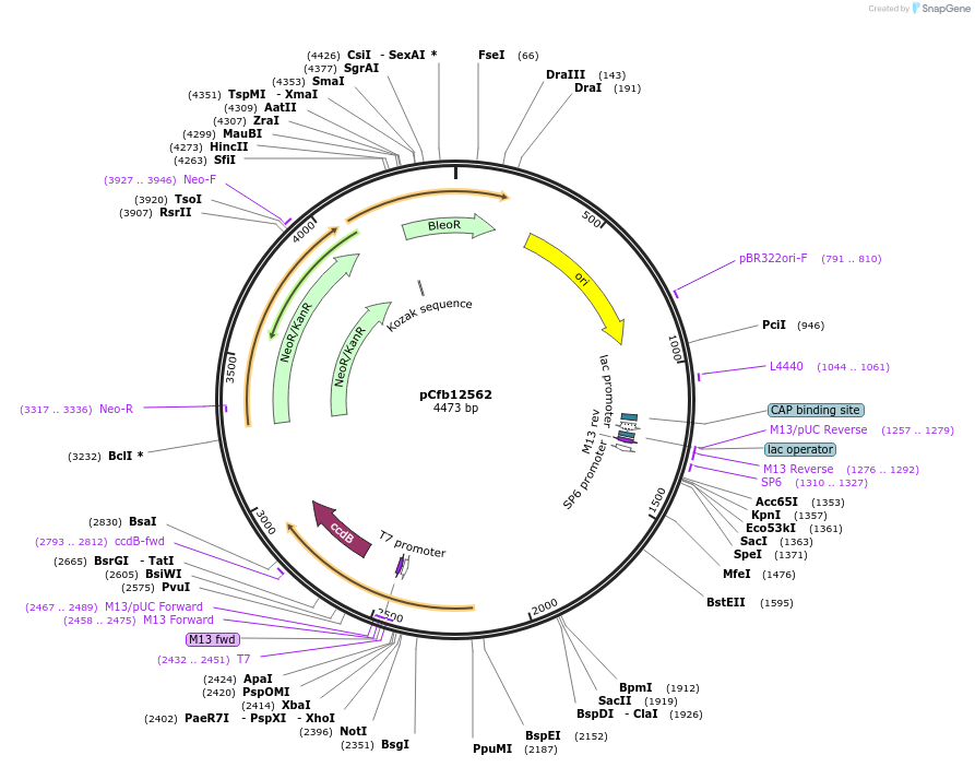 219923-plasmid-map-sequence-id-460320