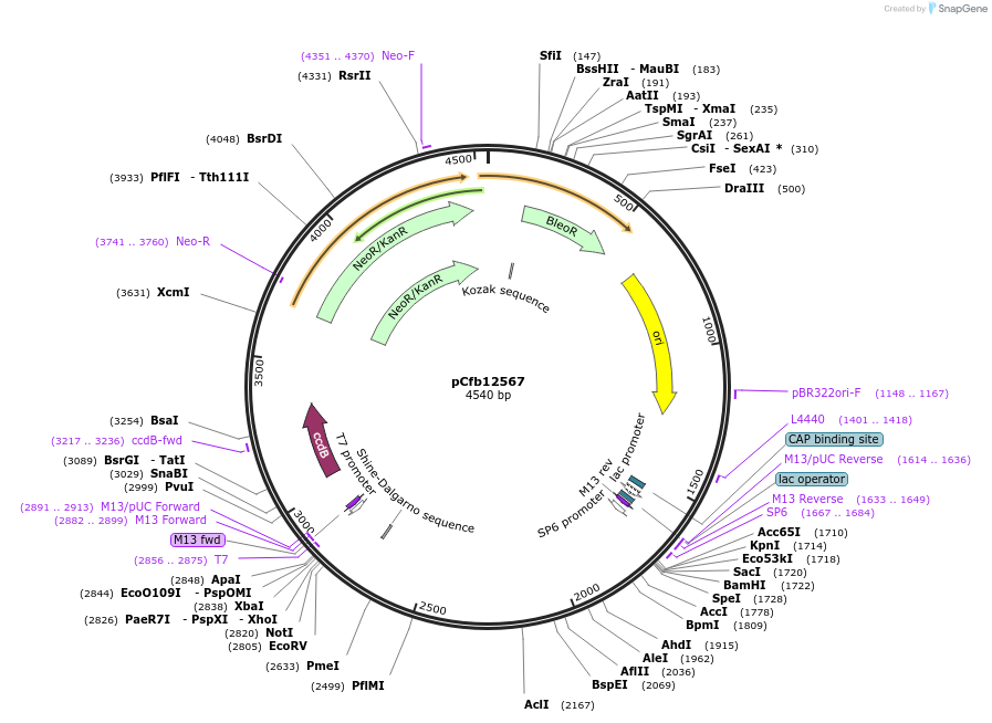 219927-plasmid-map-sequence-id-460324