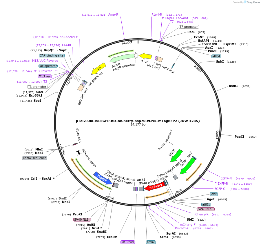 229814-plasmid-map-sequence-id-460474