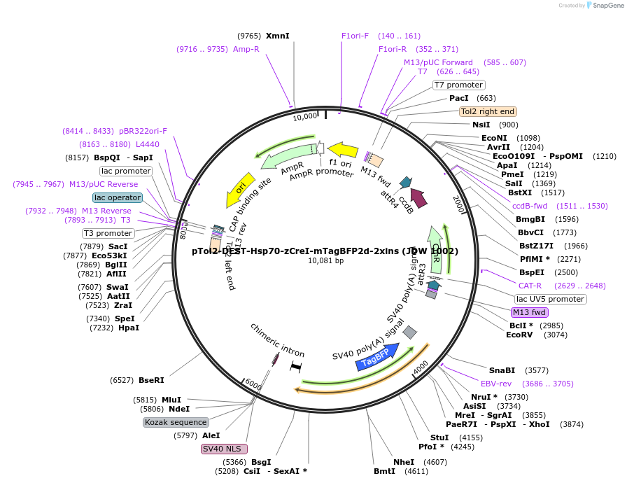 229817-plasmid-map-sequence-id-460477