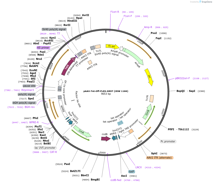 229820-plasmid-map-sequence-id-460479