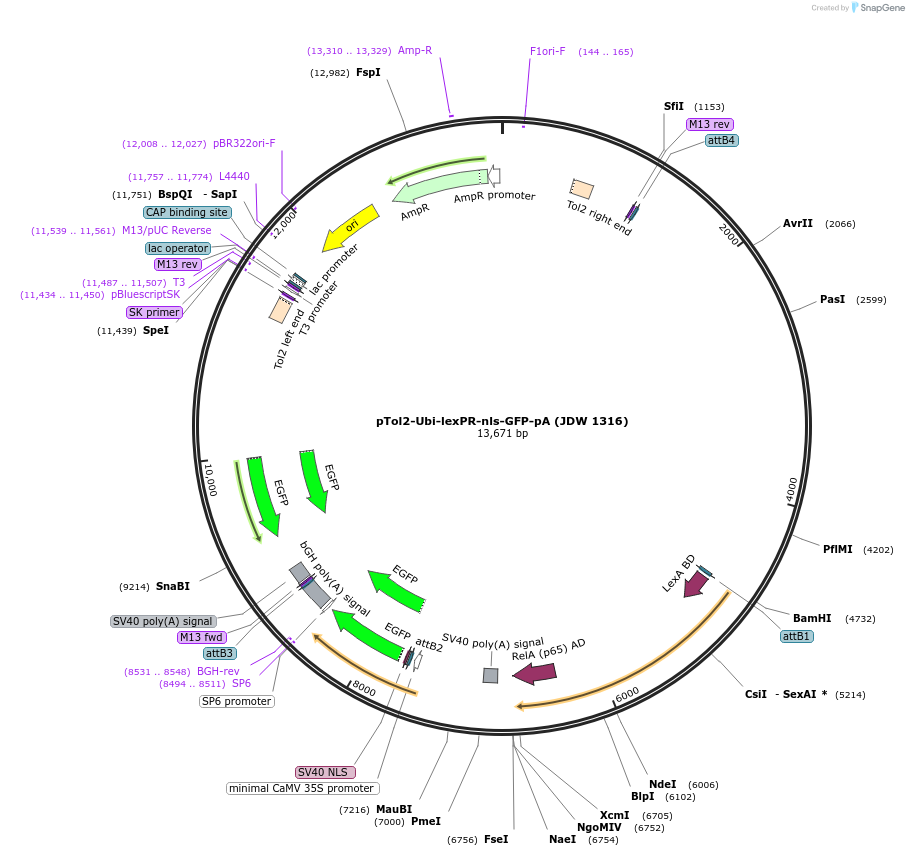 229811-plasmid-map-sequence-id-460480