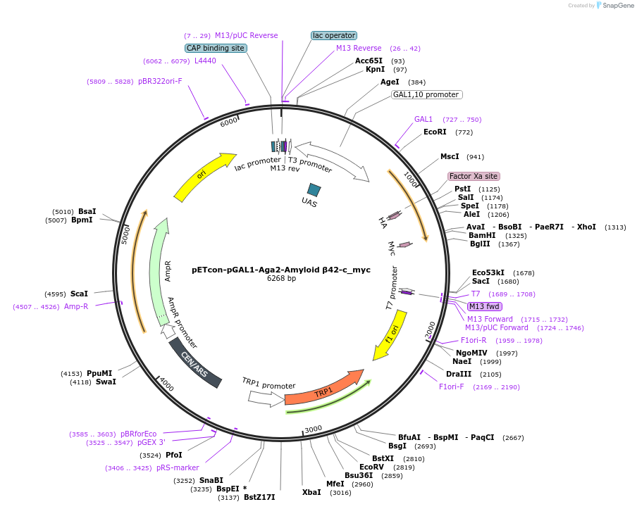 225223-plasmid-map-sequence-id-460494