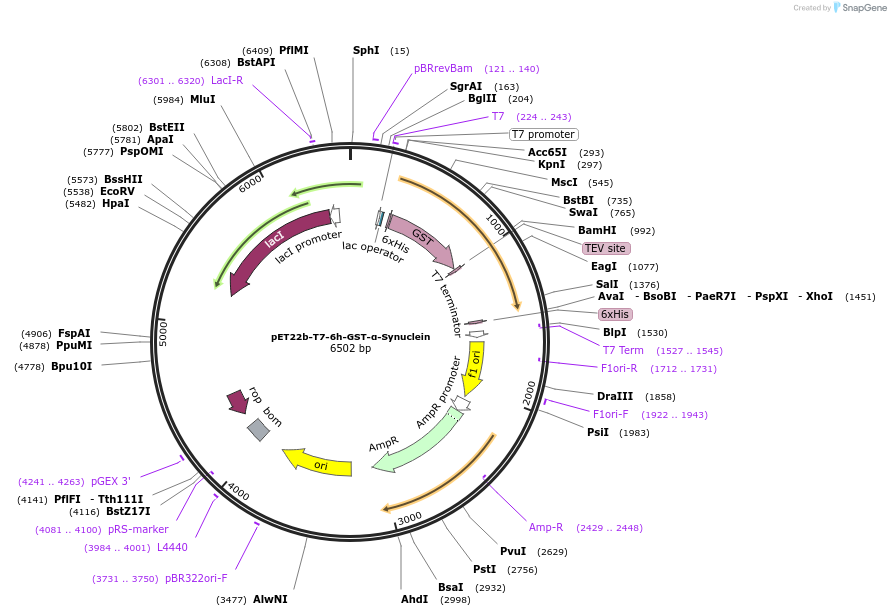 225224-plasmid-map-sequence-id-460503