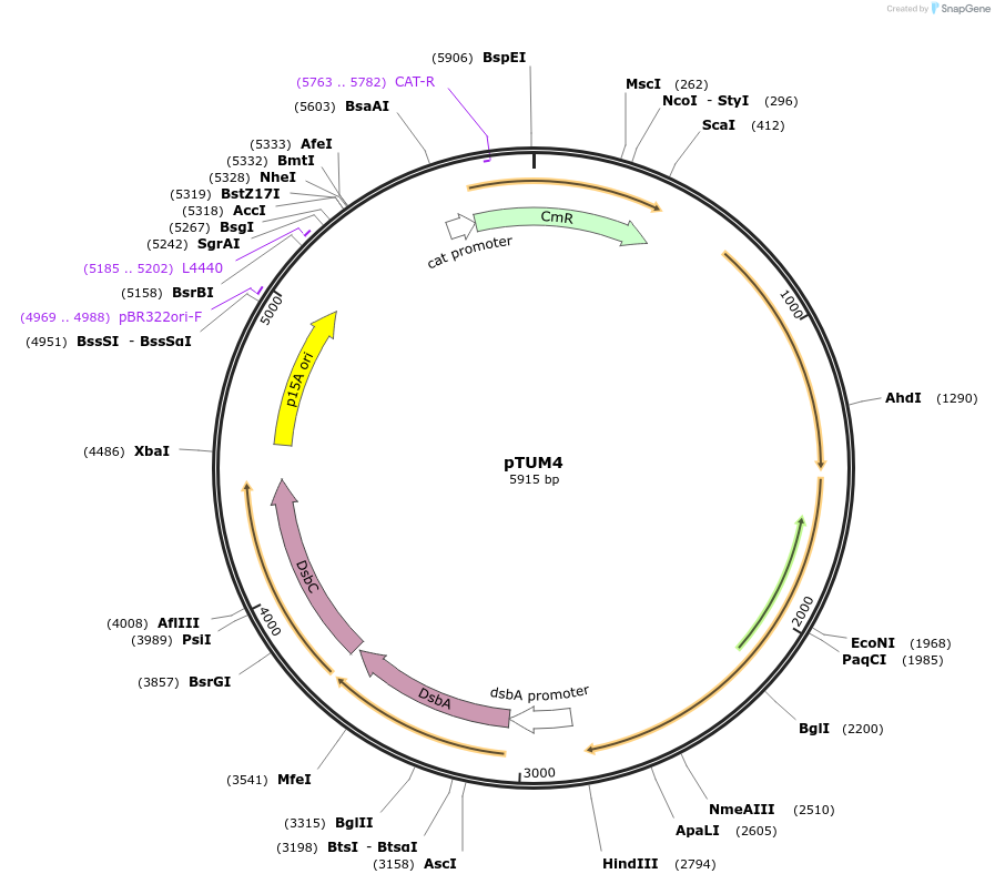 230905-plasmid-map-sequence-id-460506