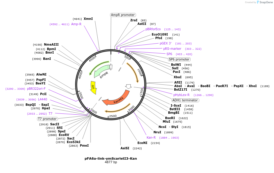 224077-plasmid-map-sequence-id-460512