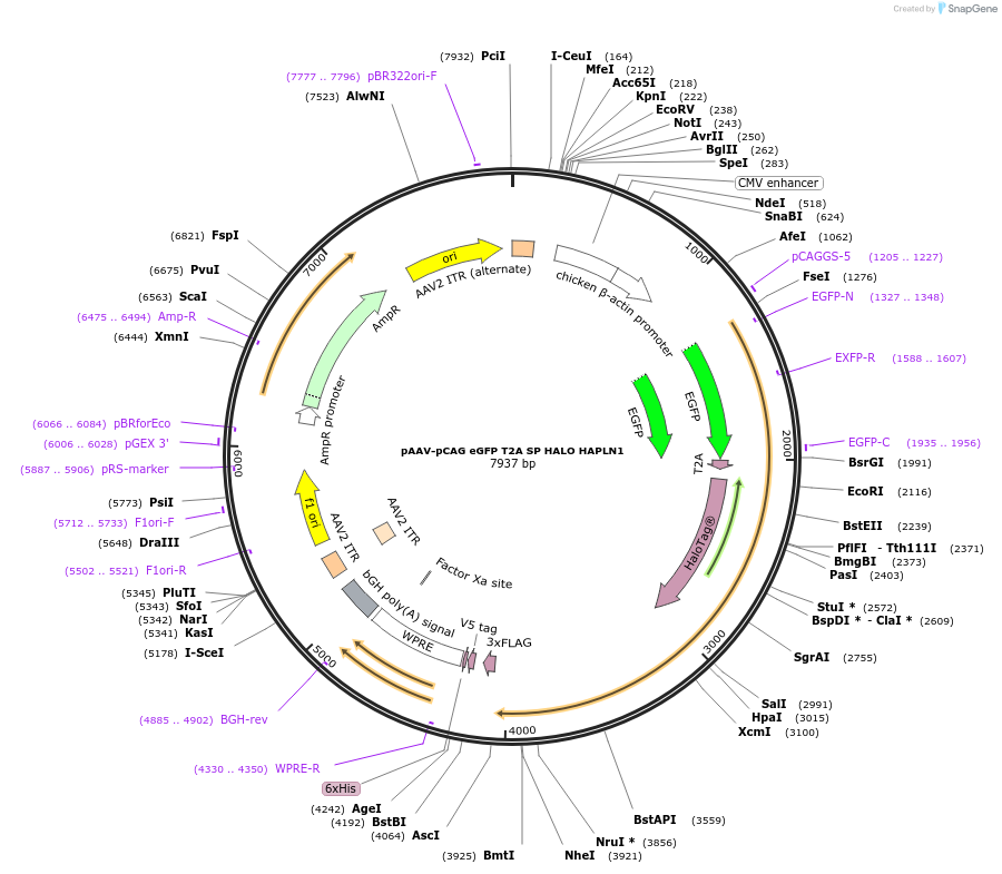 228200-plasmid-map-sequence-id-460514