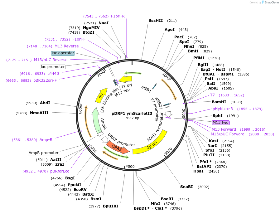 224106-plasmid-map-sequence-id-460515
