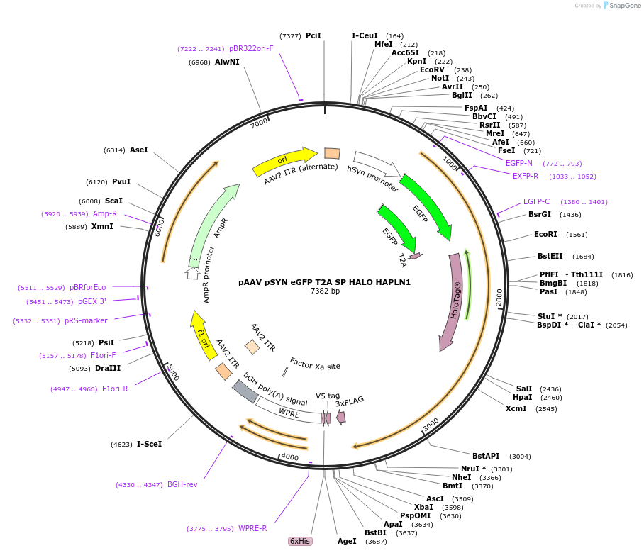 228199-plasmid-map-sequence-id-460516