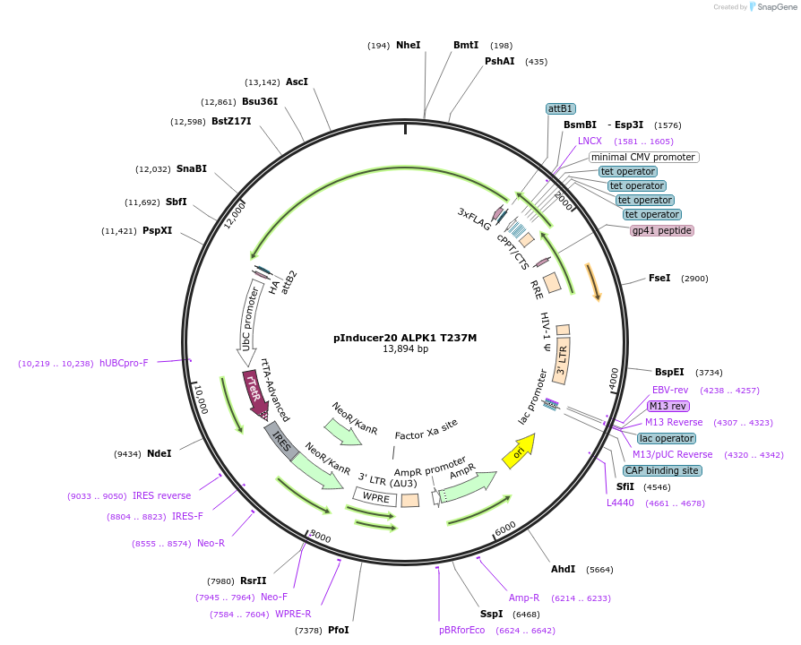 231586-plasmid-map-sequence-id-460519
