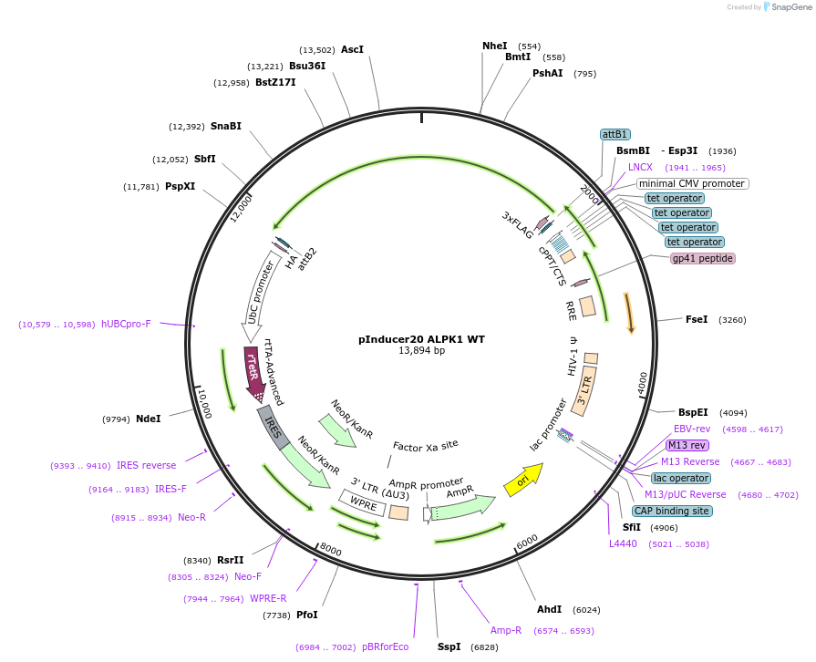 231585-plasmid-map-sequence-id-460523