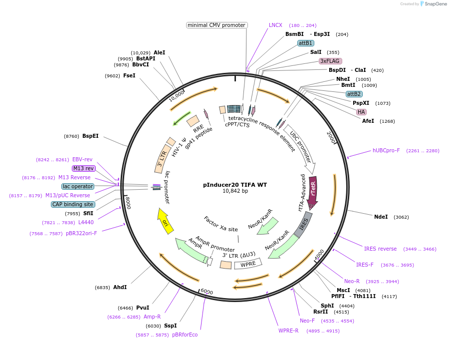 231589-plasmid-map-sequence-id-460526