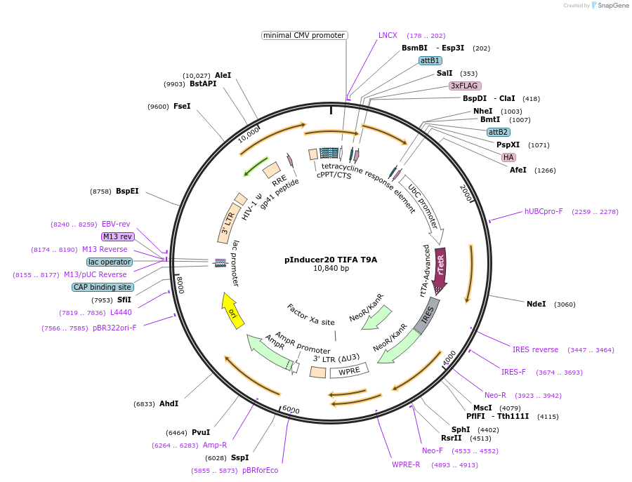 231590-plasmid-map-sequence-id-460528