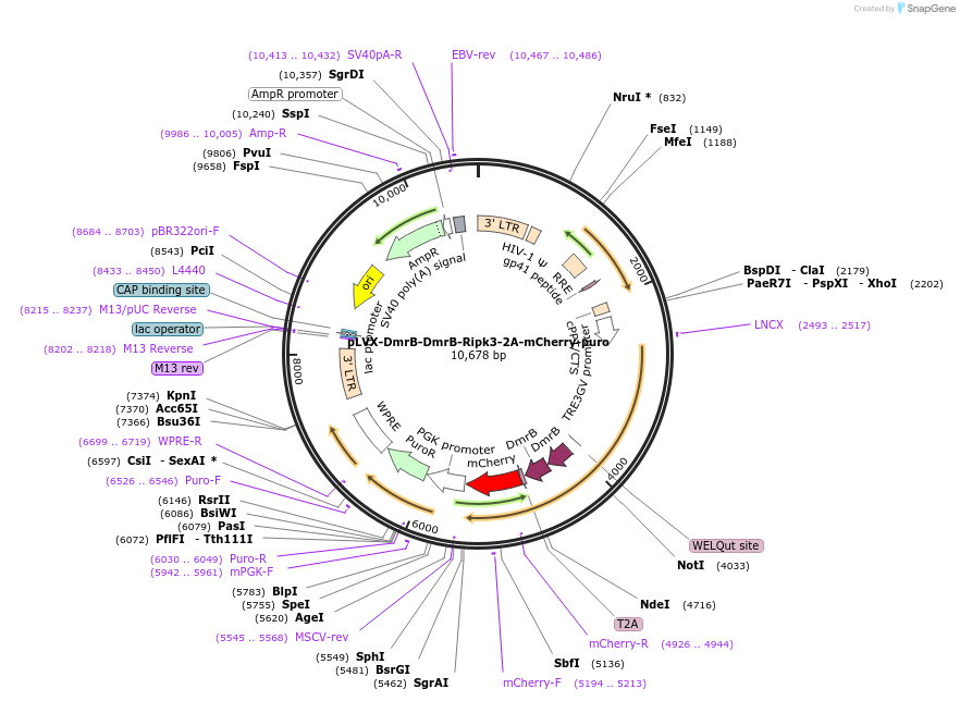 231972-plasmid-map-sequence-id-460570
