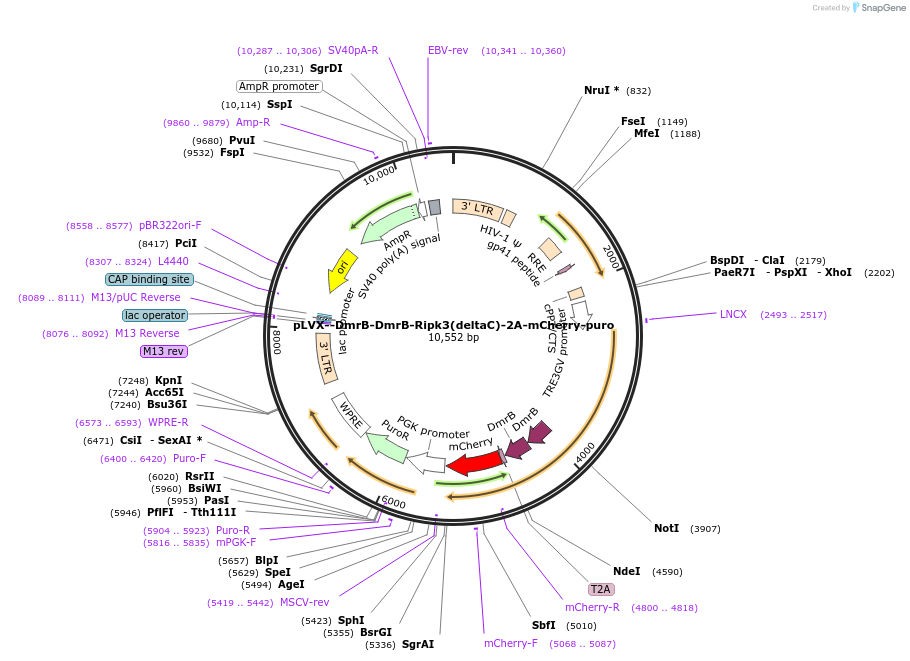 231973-plasmid-map-sequence-id-460590