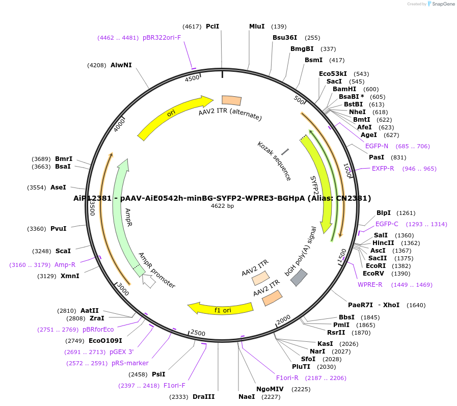229888-plasmid-map-sequence-id-460593