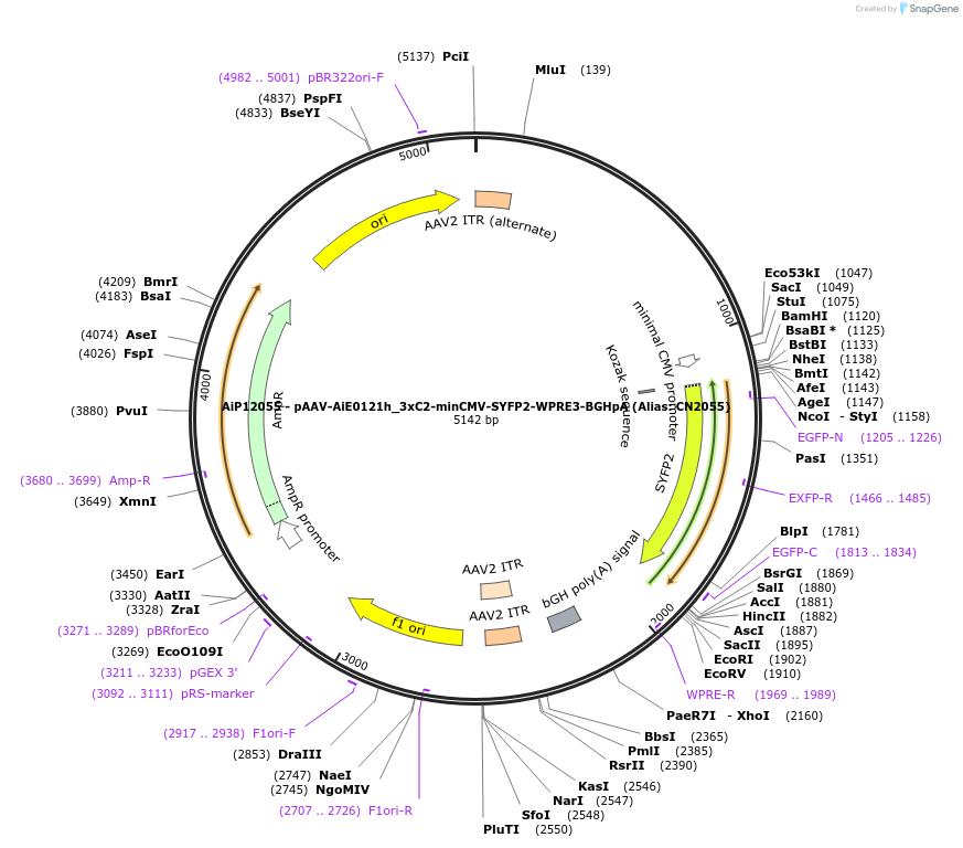 229883-plasmid-map-sequence-id-460598
