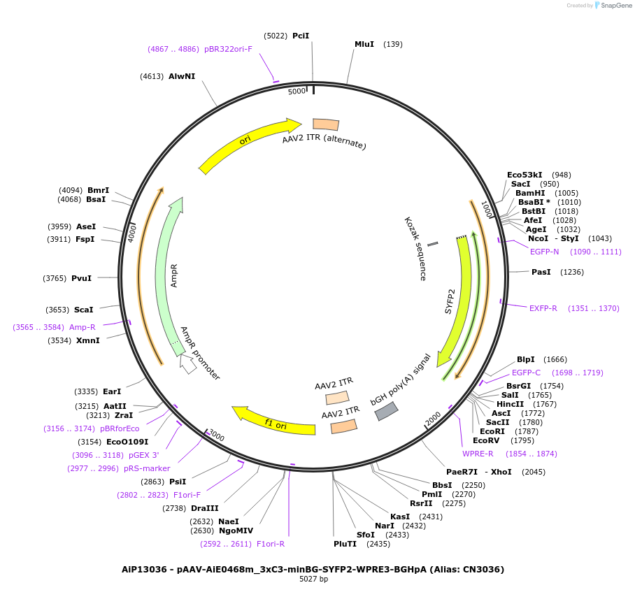 229910-plasmid-map-sequence-id-460600