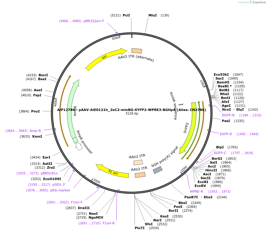 229900-plasmid-map-sequence-id-460606