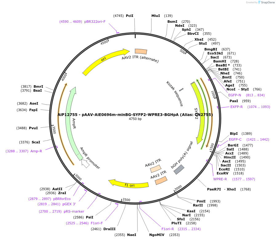 229898-plasmid-map-sequence-id-460608
