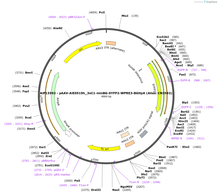 229914-plasmid-map-sequence-id-460616