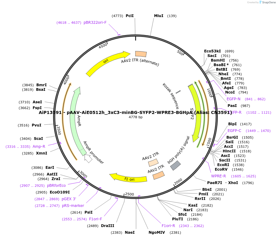 229913-plasmid-map-sequence-id-460617