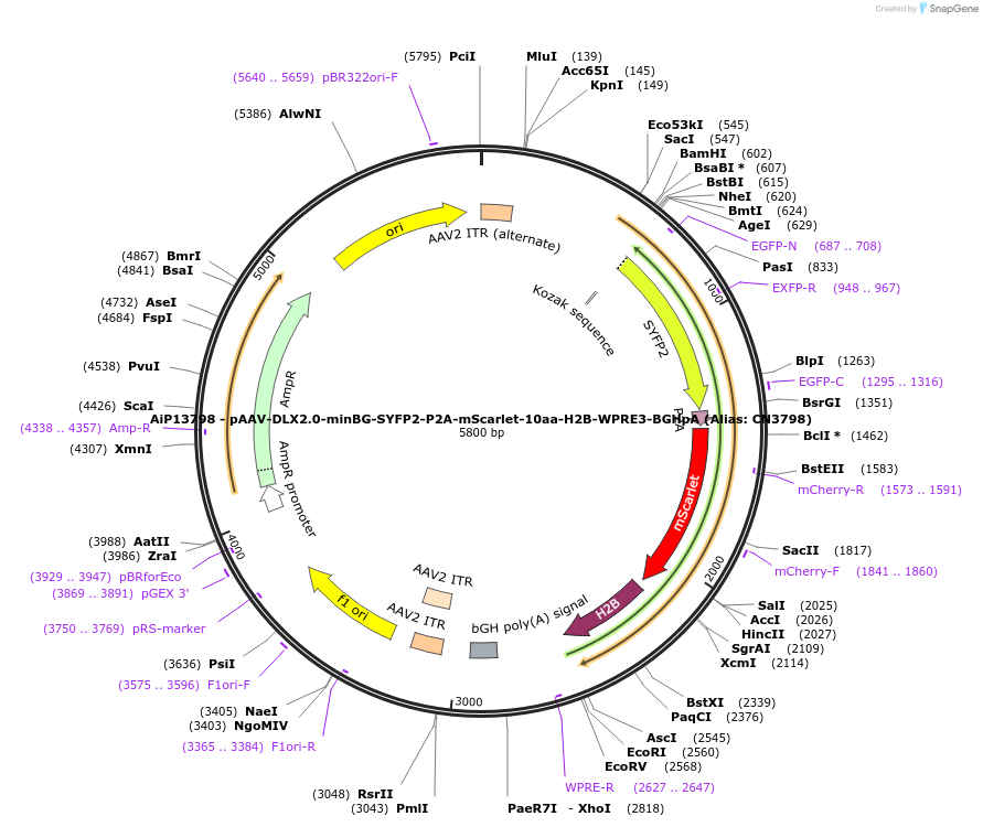 229935-plasmid-map-sequence-id-460618