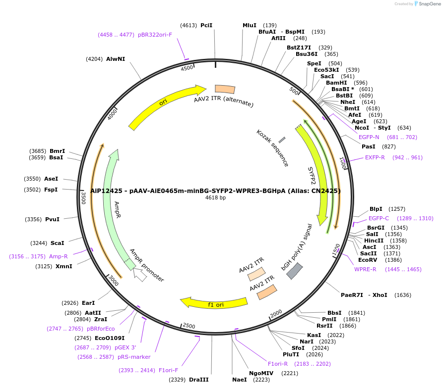 229889-plasmid-map-sequence-id-460622