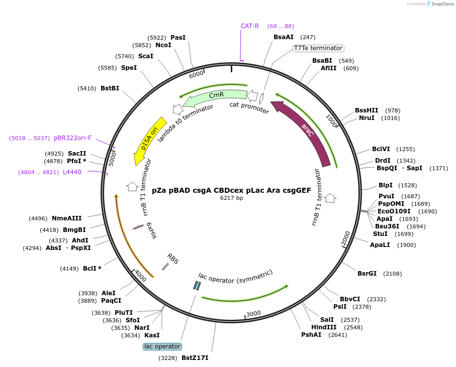 226378-plasmid-map-sequence-id-460632