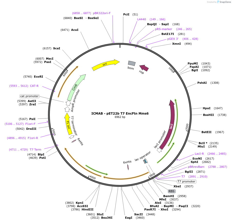 225538-plasmid-map-sequence-id-460634