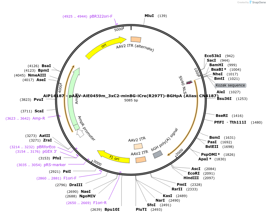 229920-plasmid-map-sequence-id-460661