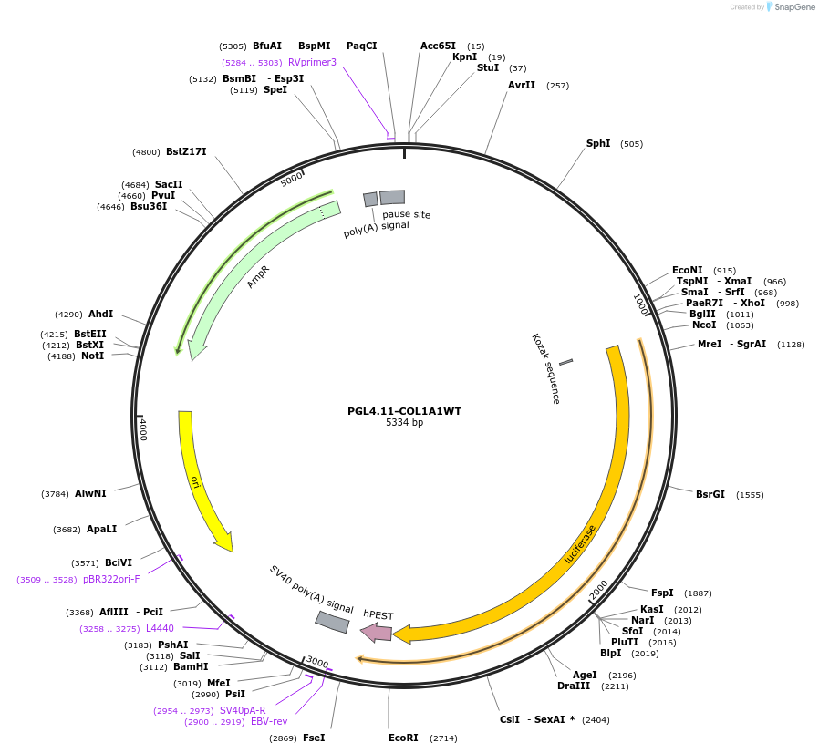 230915-plasmid-map-sequence-id-460668