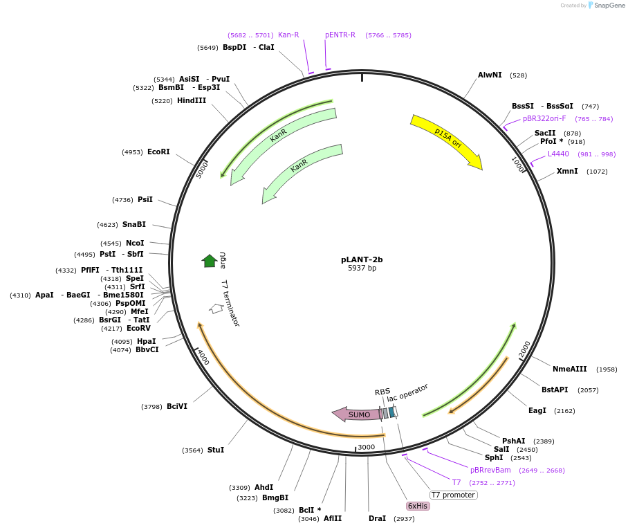 231487-plasmid-map-sequence-id-460673